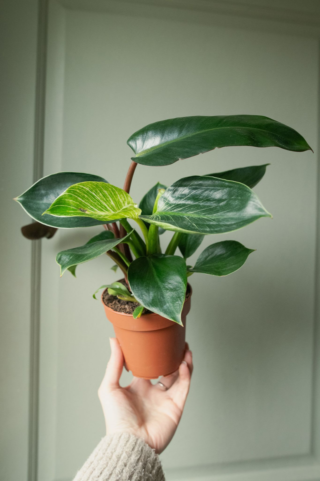 Philodendron Birkin 🌿