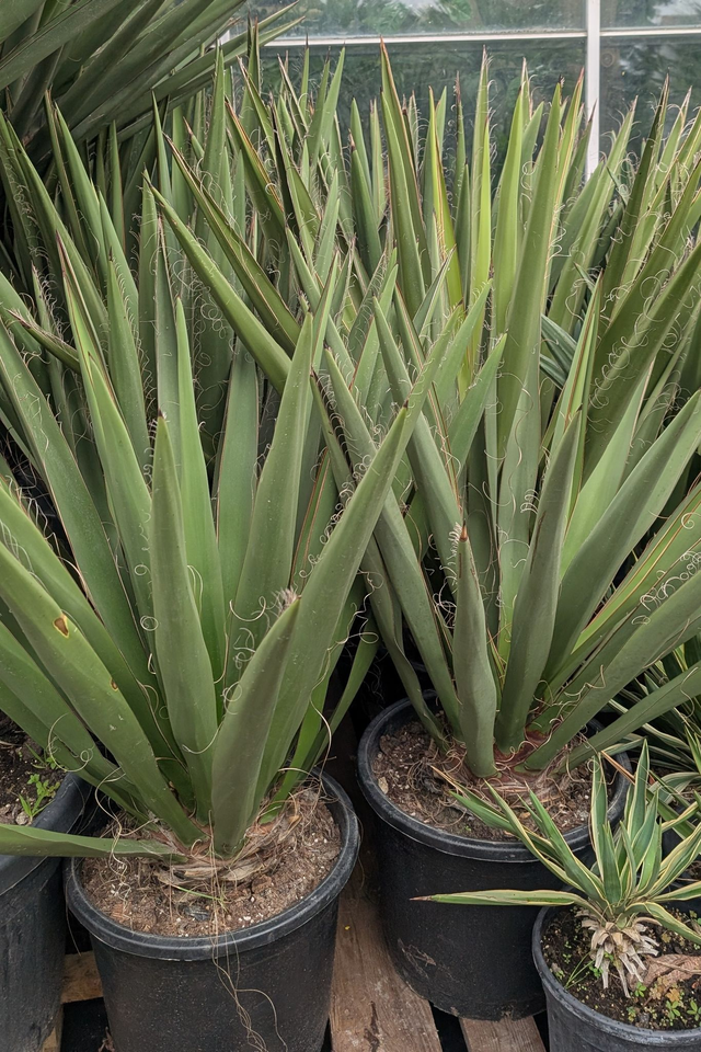 Yucca Faxiona