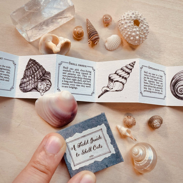 A Field Guide to Shell Cats