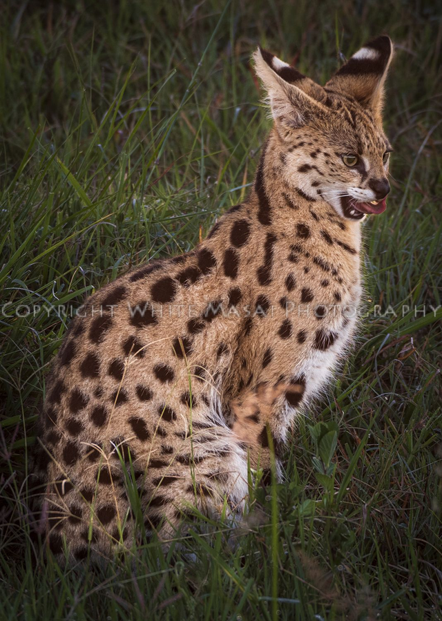Cat has got your tongue; the serval cat shows off its tongue curling talents.
