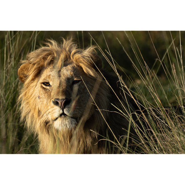 Lion -Masaï Mara Kenya - Réf : K-1263