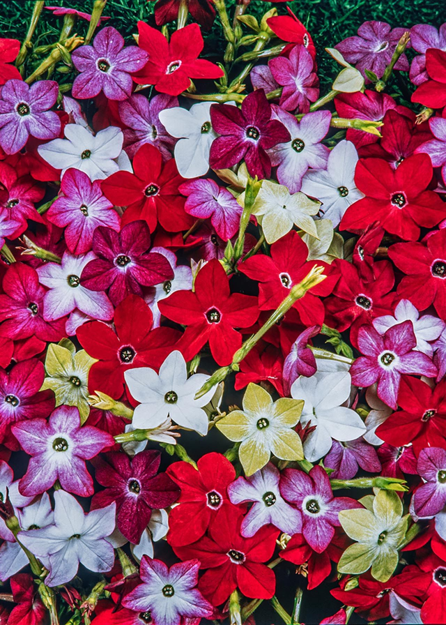 Nicotiana - Cuba Mixed: 6 Plants (Ref: R)