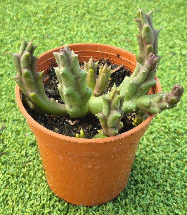 Orbea &#039;Variegata&#039; - Starfish Plant 