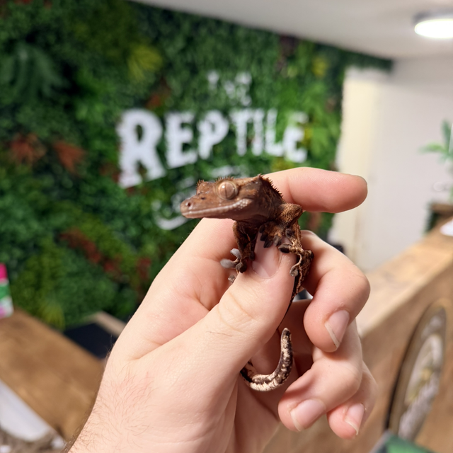 CB26 Mixed Morph Crested Gecko Male