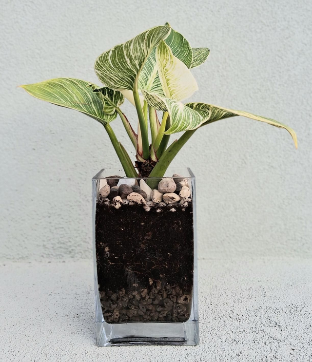 E12 . Philodendton 'Birkin' in semi-idrponica