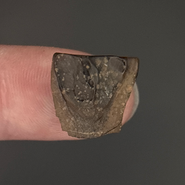 Leptoceratops Tooth