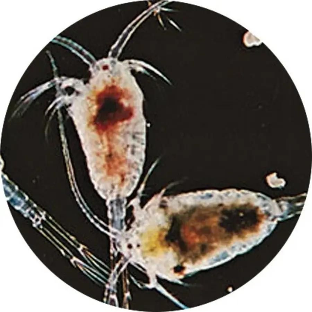 Levende zeewater copepoden 4038358100628