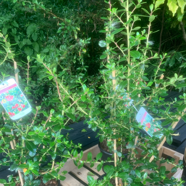 Escallonia Crimson Spire 