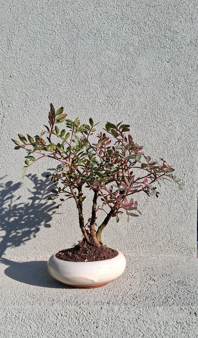 J17 . Pistacia Lentiscus