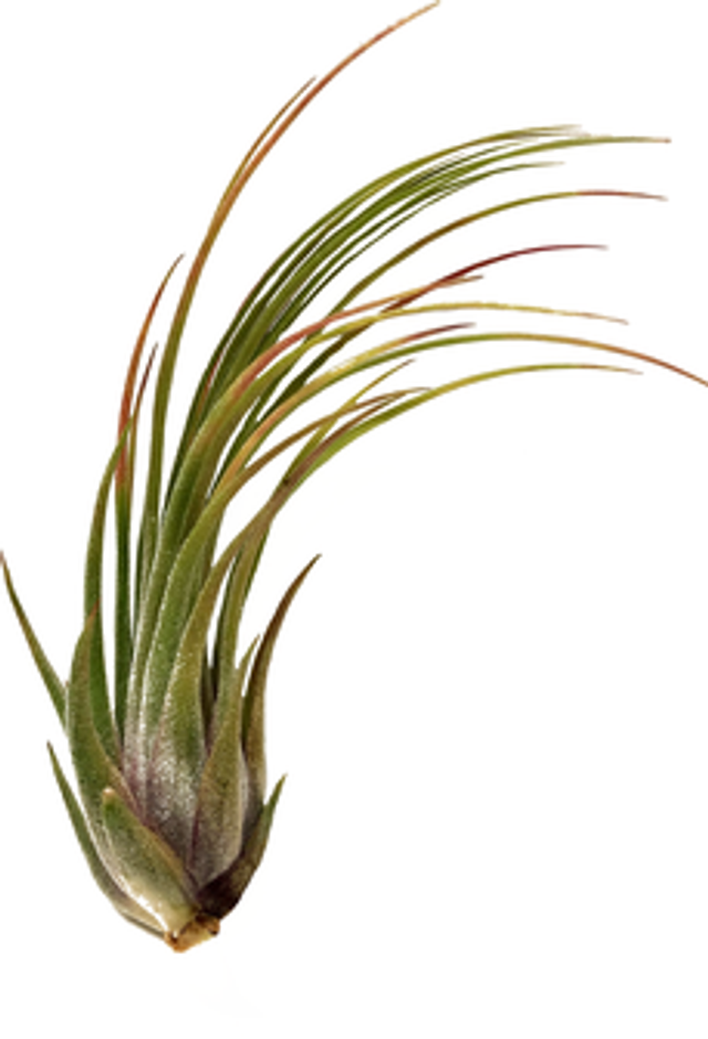 Tillandsia delicata