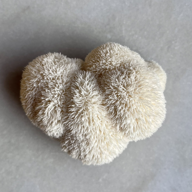Lion&#039;s mane BIO (Hericium erinaceus)