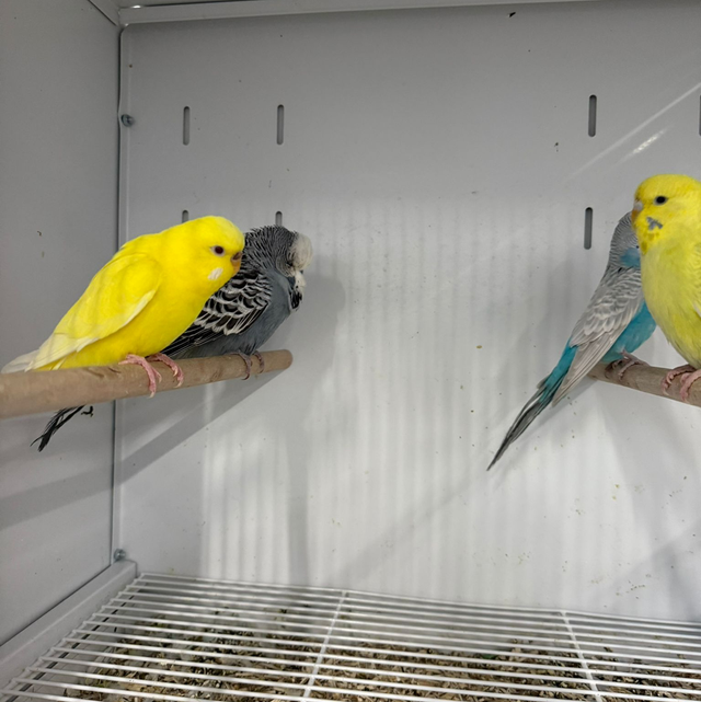 Young Budgies, Single