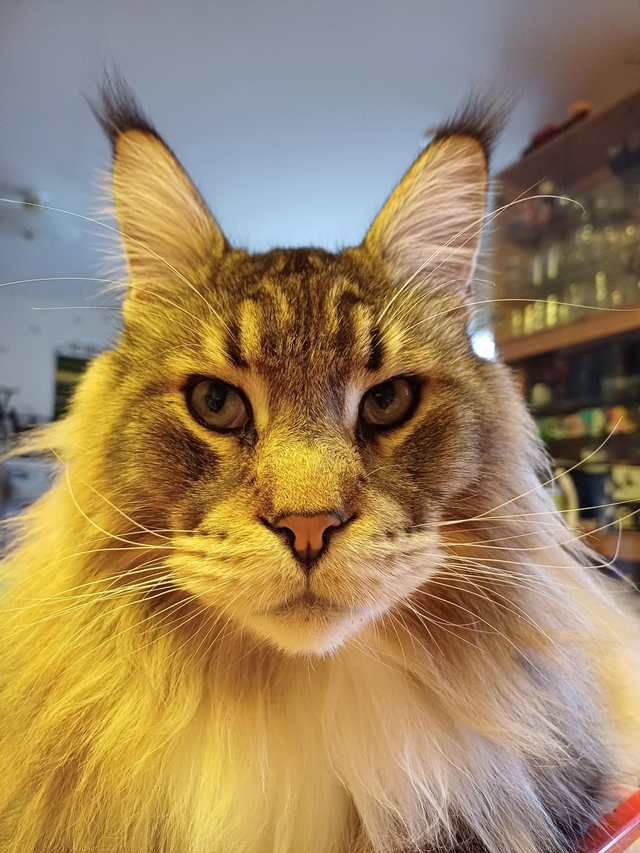 Clean clan paakkuuntuva kissanhiekka