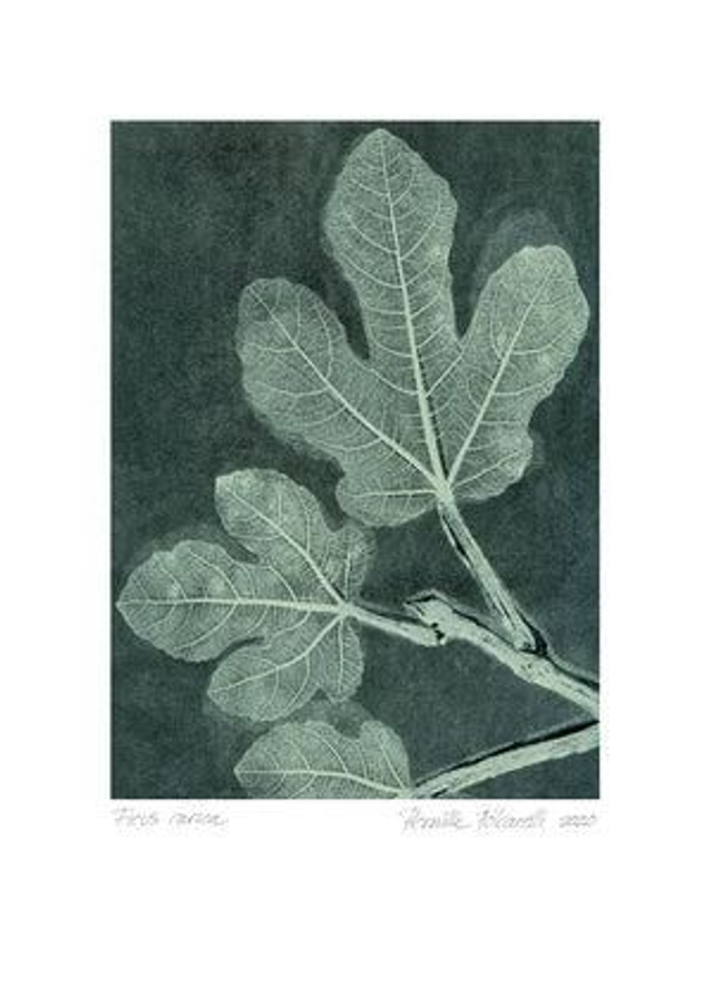 BotanikDruck Feigenblatt 50x70 cm 