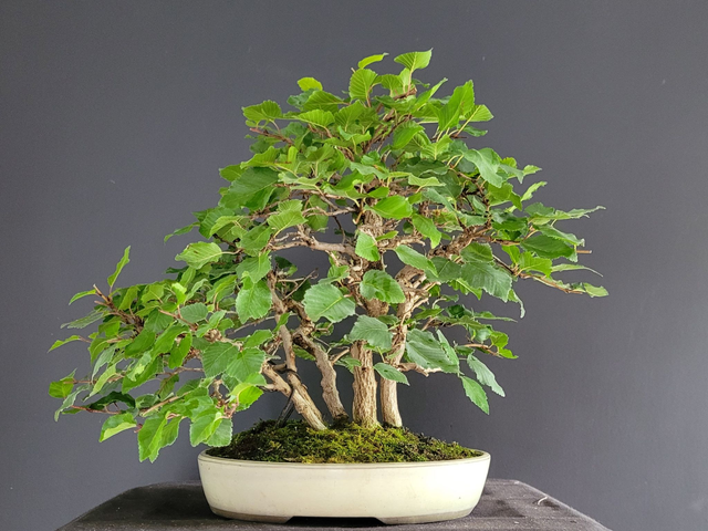 (209) charme de corée