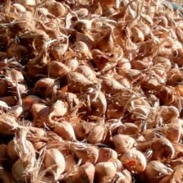 25 bulbes cal. 10/11