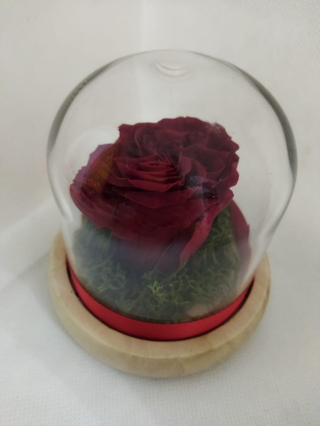 Rosa rossa inglese stabilizzata