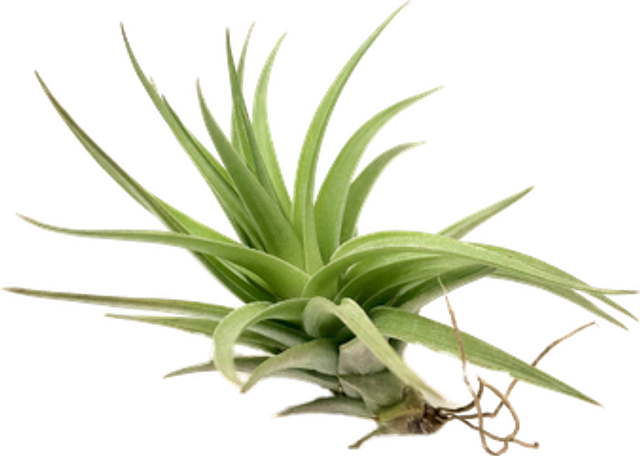 Tillandsia aeranthos dark flower