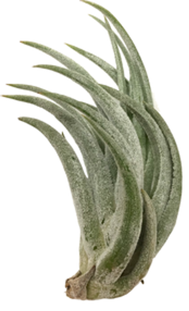 Tillandsia pueblensis