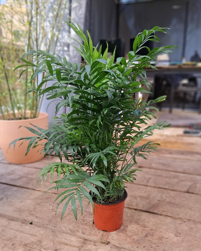 B110 . Chamaedorea vaso 17