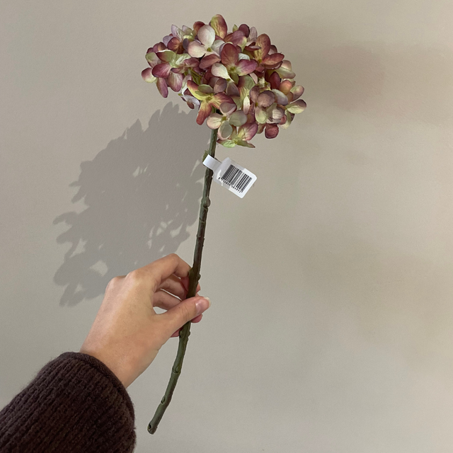 Single dry - look Hydrangea