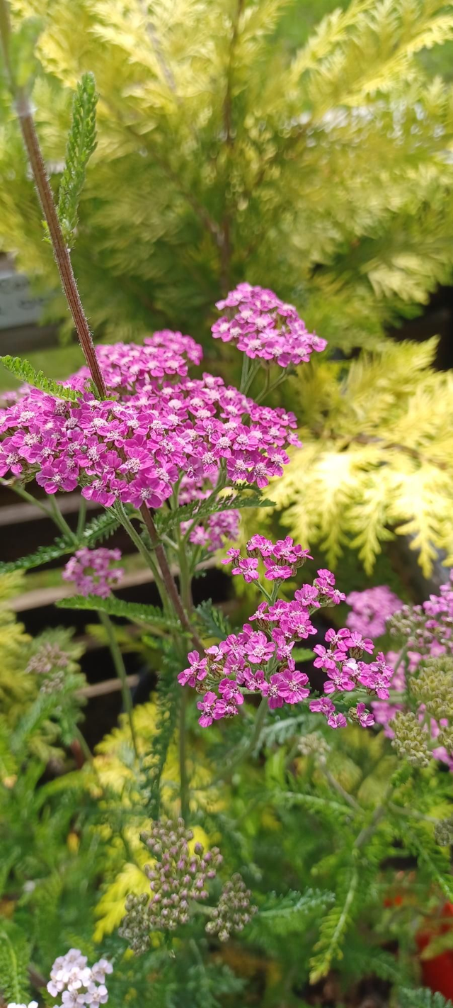 Achillea millefolium Cerise Queen 
