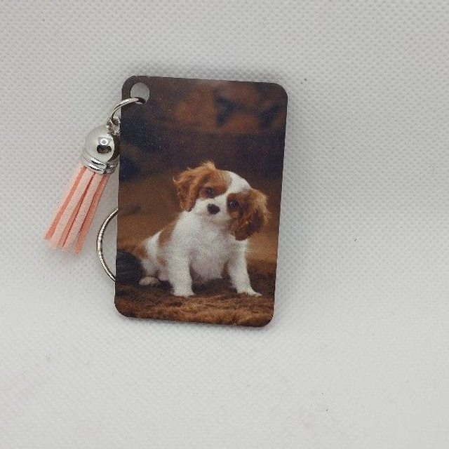 Cavalier King Charles