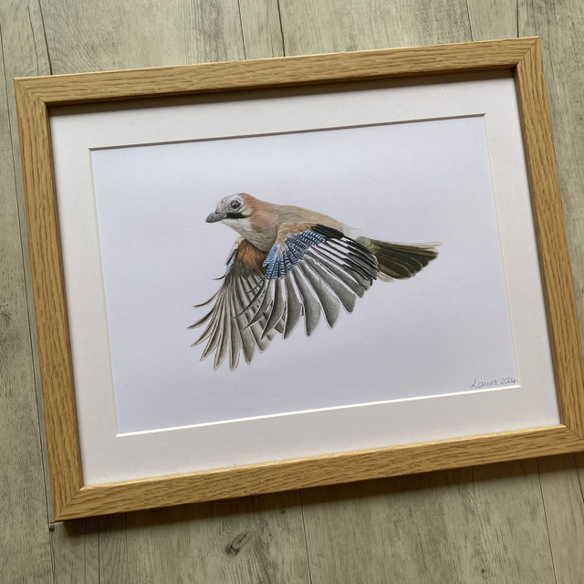 Jay Original Drawing