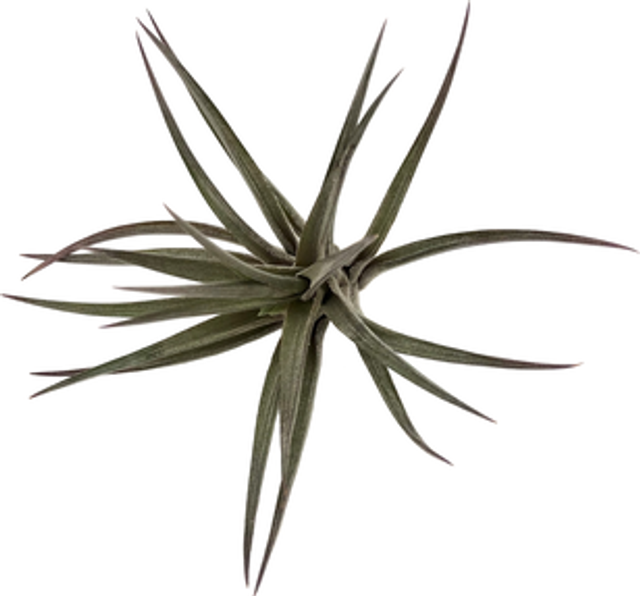 Tillandsia jonesii grupo