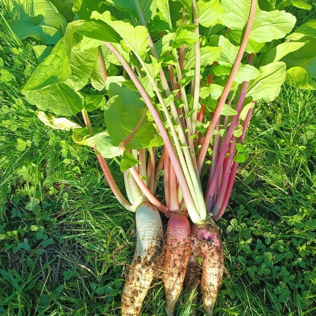 Radis d&#039;hiver 500g 🧺