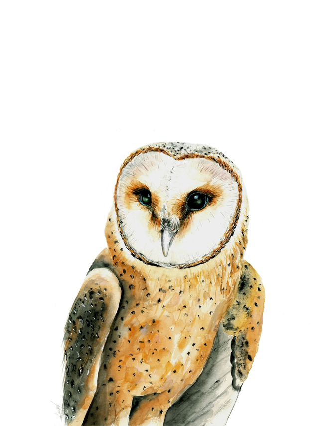 Tirage Chouette effraie