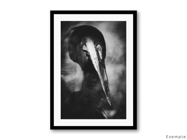 Regard - Portrait en noir et blanc de héron goliath