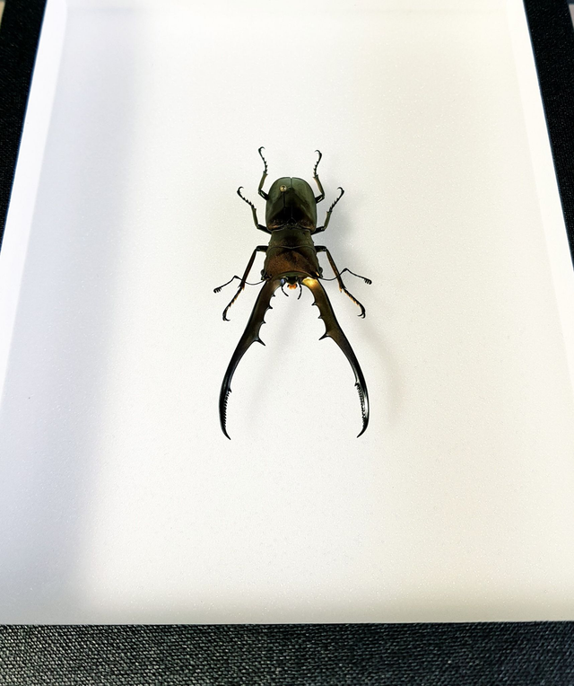 Cyclommatus metallifer finae