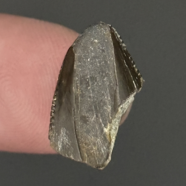 Torvosaurus Tooth Tip