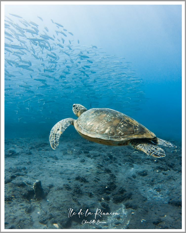 Poster Tortue verte &amp; banc de bécunes