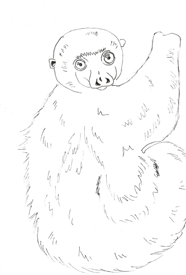 Carte &quot;Finis Moi!&quot; - Sifaka Soyeux