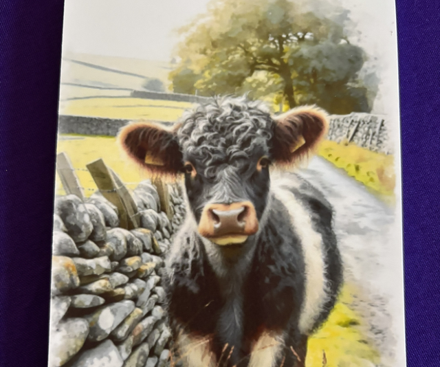 Plain Note Pad Cow Black with white by a stone wall