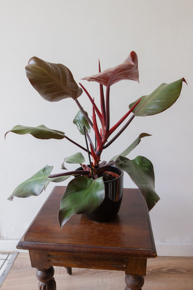 Philodendron Sunlight 🌿