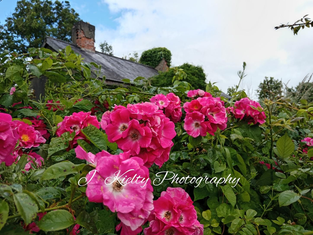 Red Roses around An Old Cottage on the N4, near Carrick On Shannon,  County Roscommon. 