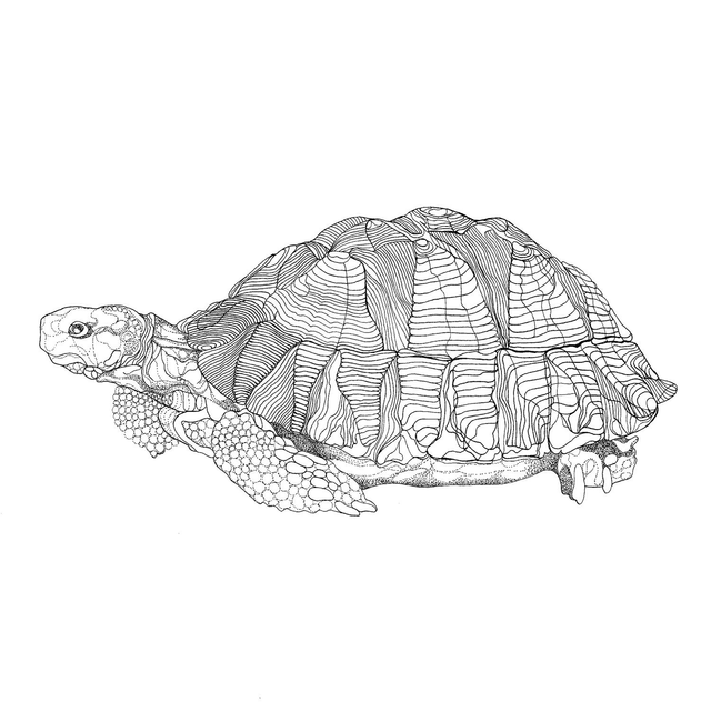 B&W A3 print - tortoise