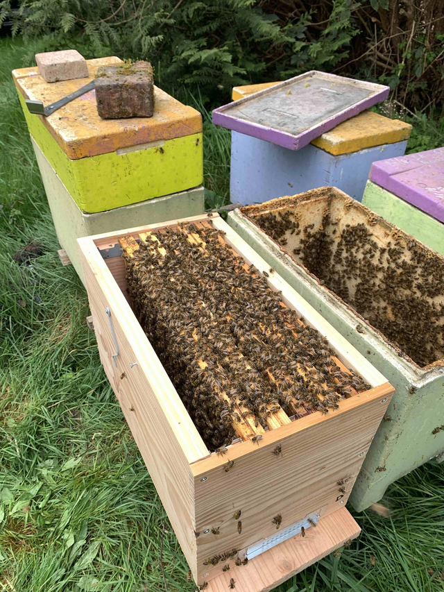 Essaim hiverné - Buckfast certifié AB