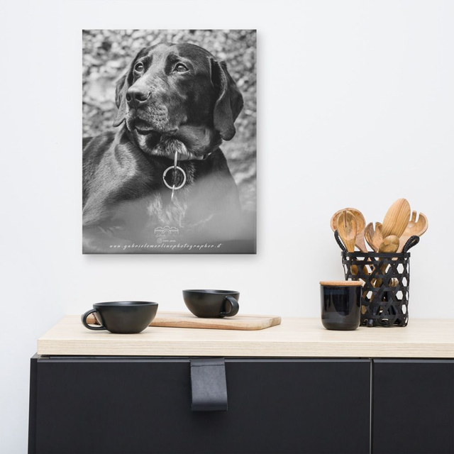  Canvas dog 