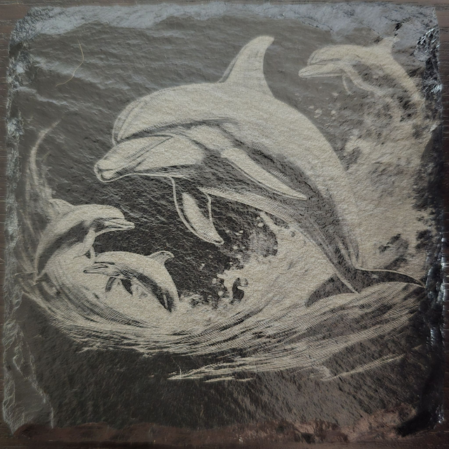 Animaux et plantes de l'océan