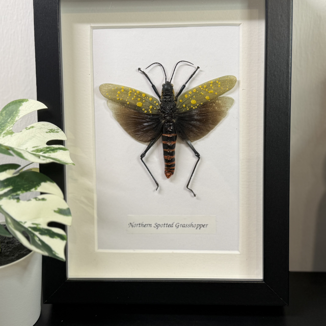 Northern spotted grasshopper 