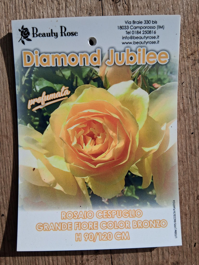 T10 . Rose 'Beauty Rose' 