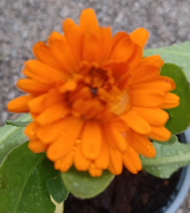 Calendula Calypso Orange