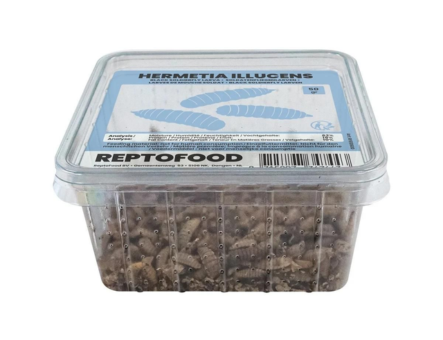 Repto black soldierfly