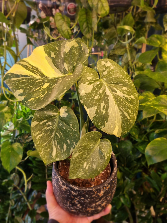 Thai constellation monstera 