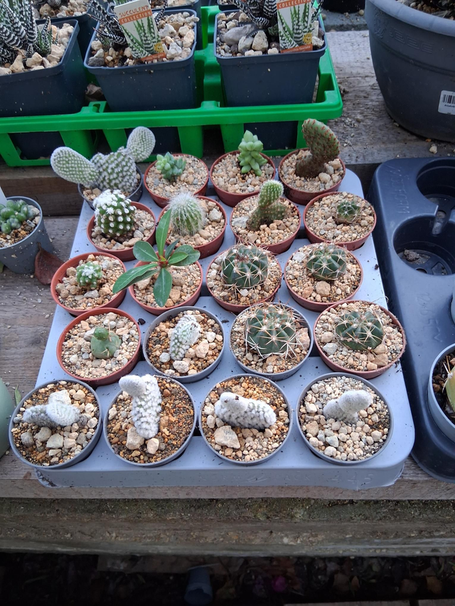 D131 . Cactus mix in vaso 6