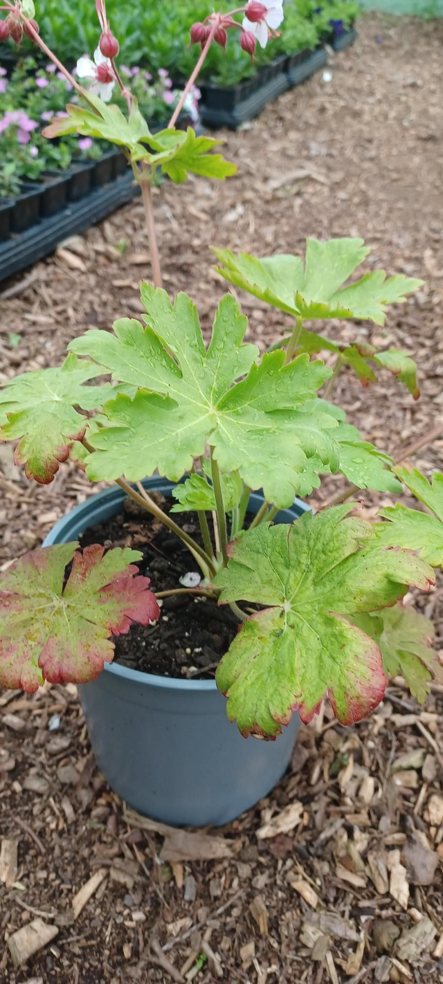 Geranium macrorrhizum
